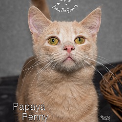 Photo of Papaya (aka Penny)