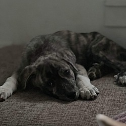 Photo of Deuce