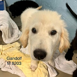 Photo of Gandolf