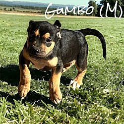 Thumbnail photo of Gumbo #1