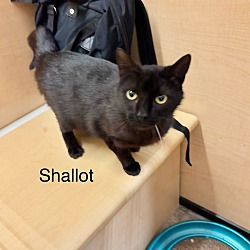 Thumbnail photo of Shallot #4