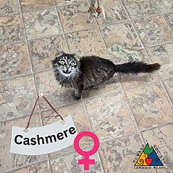 Photo of Cashmere