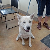 adopt a pet
