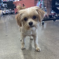 adopt-pet