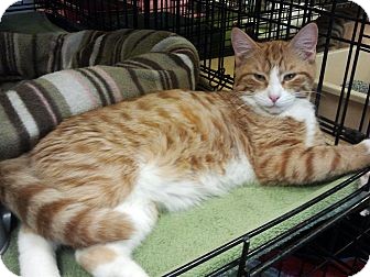 Palm City Fl Bengal Meet Puff A Pet For Adoption