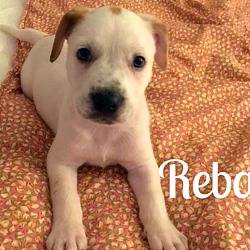 Thumbnail photo of Reba #1