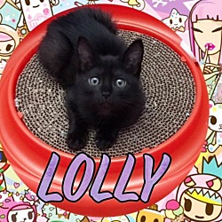 Thumbnail photo of Lolly #1