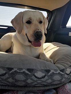 Adopt A Pet Petsmart Charities