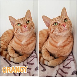 Photo of Orangy