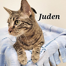 Thumbnail photo of Juden (Luna) #2