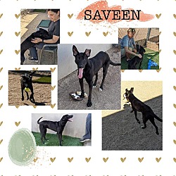 Thumbnail photo of SAVEEN #2