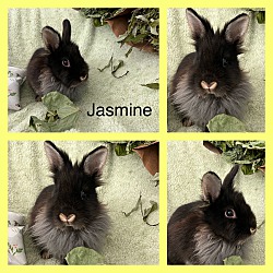 Thumbnail photo of Jasmine #4