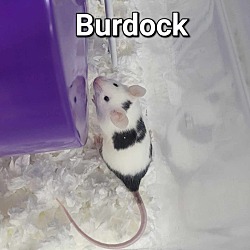 Thumbnail photo of Burdock #1
