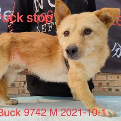 Photo of Buck 9742