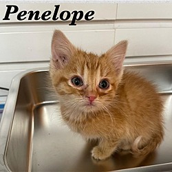 Thumbnail photo of Penelope #3