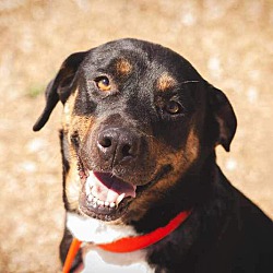 bonded pet photo