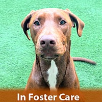 adopt a pet