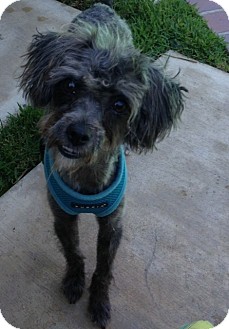 poodle border collie and chinese crested mix