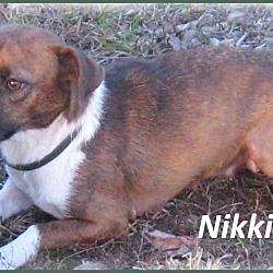 Thumbnail photo of Nikki -Adoption Pending #4