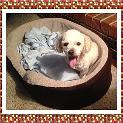 Thumbnail photo of Adopted!! Marley - S. TX #2