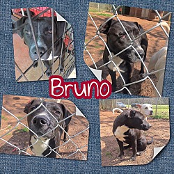 Thumbnail photo of Bruno #2