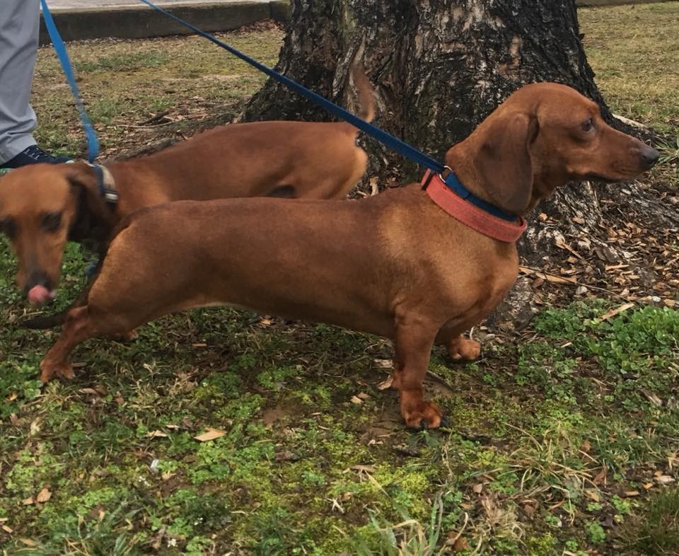 Knoxville Tn Dachshund Meet Abby And Luigi In Tn A Pet For Adoption