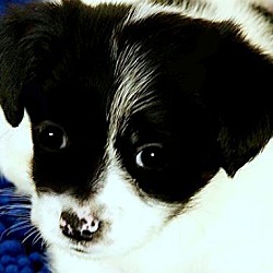 Thumbnail photo of ALLIE(THE SWEETEST PUPPY!!) #1
