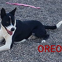 puppy luv animal rescue