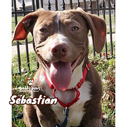 Photo of Sebastian - Adoption Pending