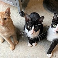 Photo of Kitty Trio