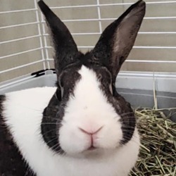Thumbnail photo of Peter Rabbit #1