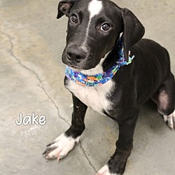 Thumbnail photo of Jake #1