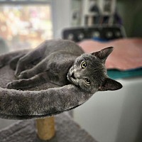 adopt a pet