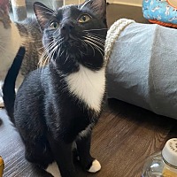 adopt a pet