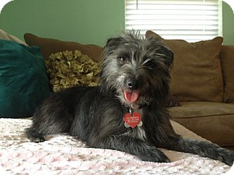 wire haired schnauzer
