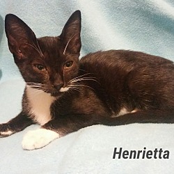Thumbnail photo of Henrietta #3