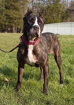 Philadelphia Pa Cane Corso Meet Gabriella A Pet For Adoption