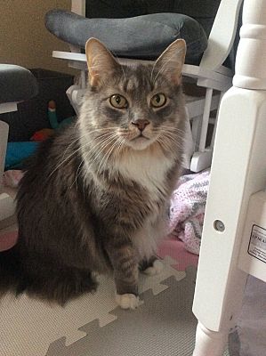 Tampa Fl Maine Coon Meet Stanley A Pet For Adoption