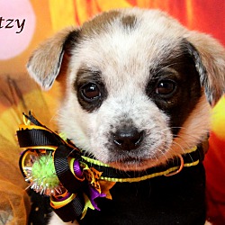 Thumbnail photo of Spitzy~adopted! #1