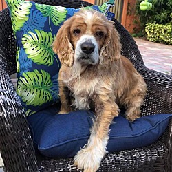 Coastal Cocker Spaniel Rescue 2024 fidsexcellence.tn