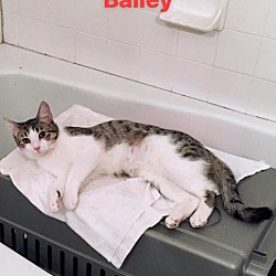 Thumbnail photo of Hammy, Bailey Bean Bear #3