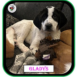 Thumbnail photo of Gladys - The "G" Litter #2