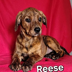 Thumbnail photo of Reese #1