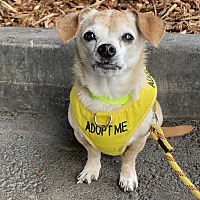 adopt a pet