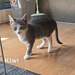 Thumbnail photo of Kiwi #3