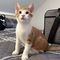 adopt-pet