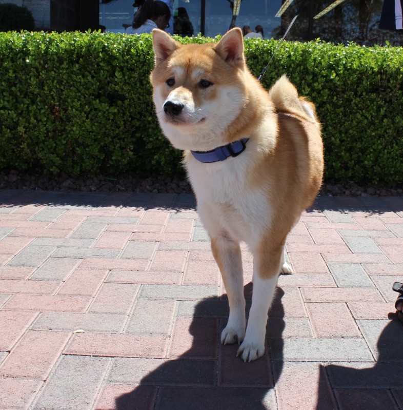 Las Vegas Nv Shiba Inu Meet Miki A Pet For Adoption