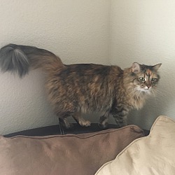 Photo of Bianca the lap cat
