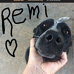 Thumbnail photo of Remi #1
