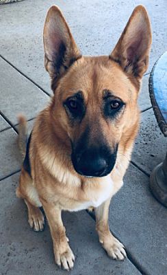 Sacramento, CA - German Shepherd Dog. Meet Douglas a Pet for Adoption.